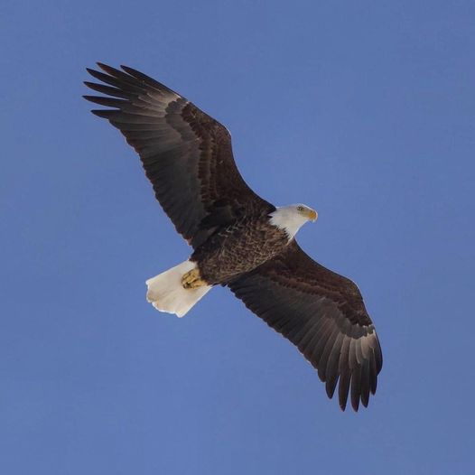 Bald Eagle Spring Count by S McLaughlin 5-24