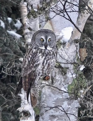 Great Gray Owl by F Nicoletti 2