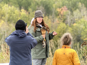 Naturalist Sara with Northern Harrier by M Chappell