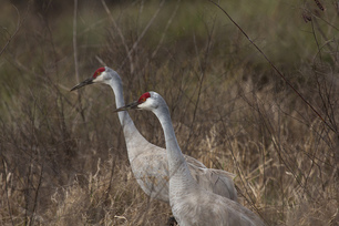 Sandhill Cranes by Laura Erickson