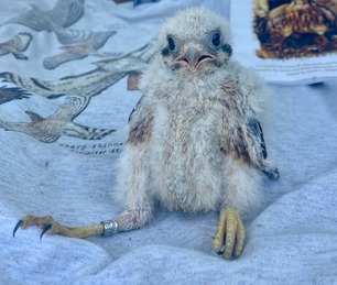 kestrel_chick_szb (1)