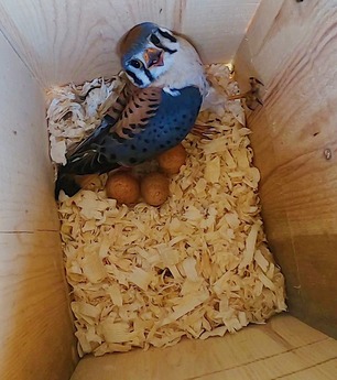 male_kestrel_With_eggs