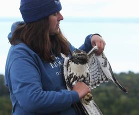 Naturalis Sara DePew Live Bird Demo Red-tailed Hawk 