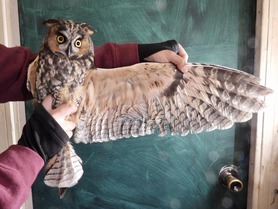 Female Long-eared Owl by Kevin Garcia Lopez