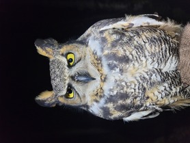 Great Horned Owl 10-29-23 by D Rodriguez.