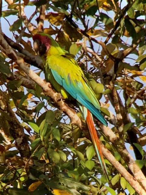 Green Macaw courtesy M Menzies