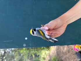 Golden-winged Warbler Fall 2023