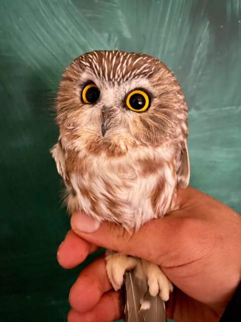 Northern Saw-whet Owl Fall 2023