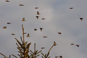 Migrating Pine Siskins by K Bardon