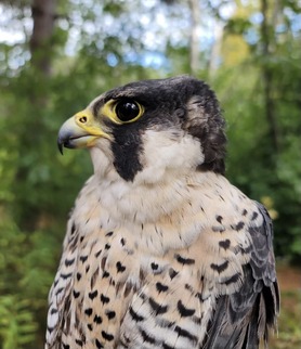 Peregrine Falcon Fall 2023