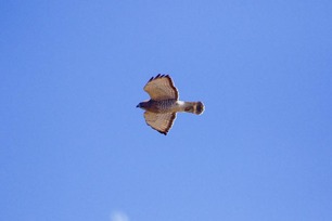 Broad-winged Hawk by J Richardson (6)