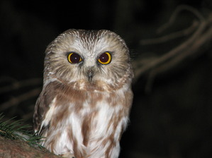 Northern Saw-whet Owl by D Petersen