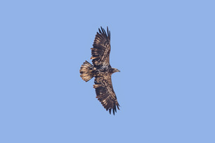 Bald Eagle by P Mundale Bald Eagle by P Mundale