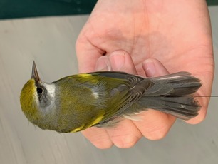 Hybrid Golden-winged x Blue-winged Warbler by M Menzies Aug 24