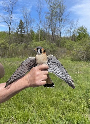 Banded Kestrel by E Pavlovic Banded Kestrel by E Pavlovic