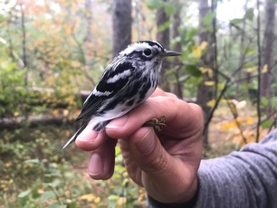 Black-and-white Warbler Songbird Banding