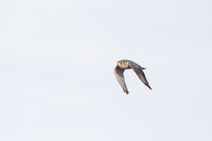 Merlin by P Mundale Merlin by P Mundale