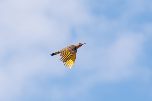 Northern Flicker by P Mundale Northern Flicker by P Mundale