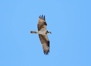 Osprey by S McLaughlin 8-24 Osprey by S McLaughlin 8-24