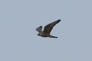 Peregrine Falcon by S McLaughlin 5-24 2 Peregrine Falcon by S McLaughlin 5-24 2