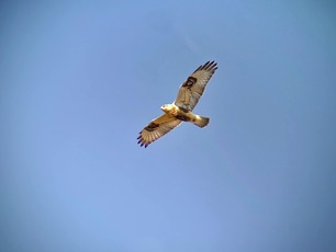 Rough-legged Hawk by M Chappell Rough-legged Hawk by M Chappell