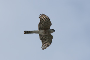 Sharp-shinned Hawk by S McLaughlin