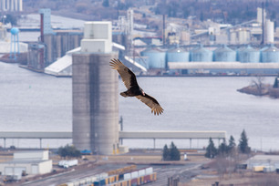 Turkey Vulture by P Mundale Turkey Vulture by P Mundale