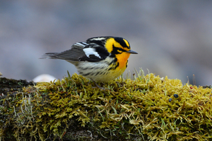 Blackburnian Warbler by Karl Bardon