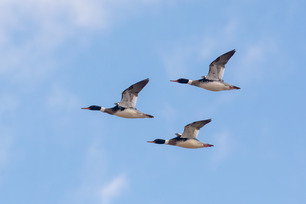 Red-breasted Mergansers by P Mundale 2