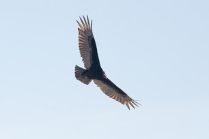 Turkey Vulture by P Mundale 