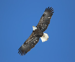 Bald Eagle Spring Count 2023 by S McLaughlin