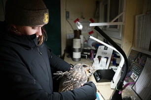 Volunteer Anna processing Long-eared Owl by Kevin Garcia Lopez