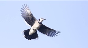 Blue Jay Sept 20 by J Richardson