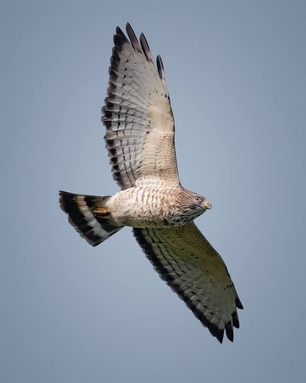 Broad-winged Hawk Sept 2020 by J Richardson