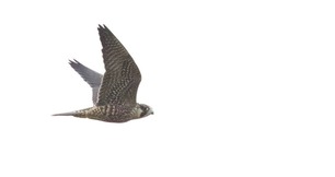 Peregrine Falcon Sept 20 by J Richardson