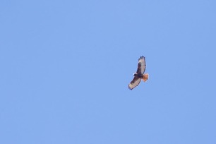 Dark Red-tailed Hawk by J Richardson