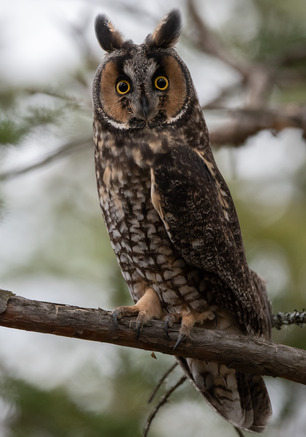 Long-eared Owl Oct 2020 by J Heinen 2