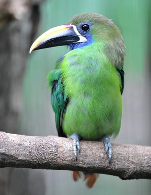 Emerald Toucanet Guatemala