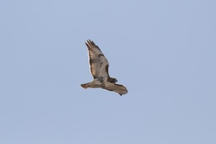 Red-tailed Hawk by S McLaughlin 3-24 4