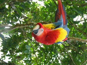 Scarlet Macaw Guatemala