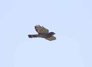 Broad-winged Hawk May 2020 by J Richardson 3