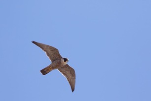 Peregrine Falcon by J Richardson