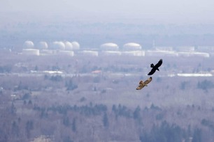 Raven vs Red-tailed by J Richardson