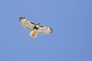 Red-tailed Hawk 2020 2