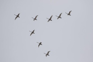 Trumpeter Swans by J Richardson