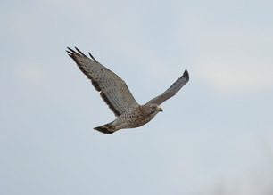 Broad-winged Hawk Spring 2023 by S McLaughlin