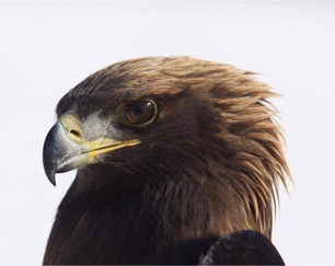 Banded Golden Eagle Oct 20 by J Richardson