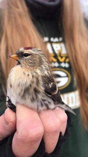 Common Redpoll by J Richardson