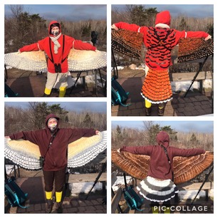 Count Trainees Broad-winged Hawk and American Kestrel Oct 31 2020