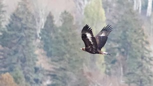 Golden Eagle by J Richardson